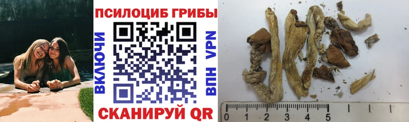Псилоцибиновые грибы Cubensis  Купить  Стерлитамак 